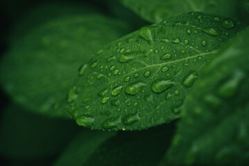 Close-up of fresh green leaves with water drops after rain