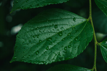 Close-up of fresh green leaves with water drops after rain