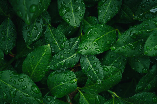 Close-up of fresh green leaves with water drops after rain