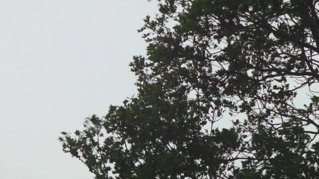 oak tree in gusty windstorm