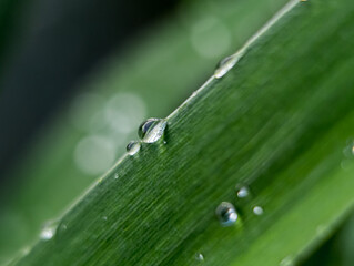 drop on leaf