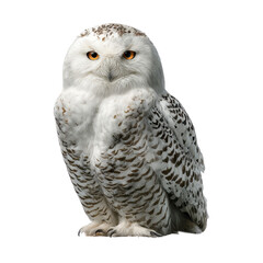 Obraz premium Majestic Snowy Owl Portrait Against Black Background