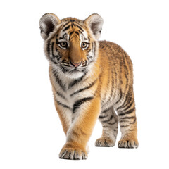 Obraz premium Playful Tiger Cub: A Glimpse into Wild Elegance
