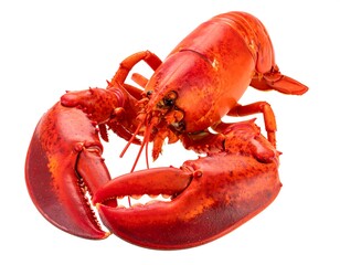 A vibrant lobster, isolated