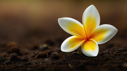 Plumeria flower on dark soil, symbolizing purity, contrast, and natural beauty