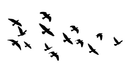Fototapeta premium Flock of Many Birds Flying – Minimalist Vector on White Background