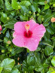 Pink Hibiscus Flower