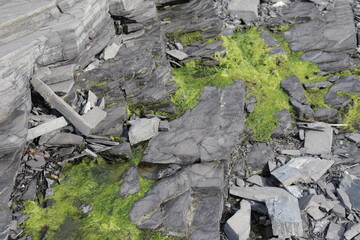Lichen on rock. Background with rocks of the beach. Textured background. Nature formation and geology on a coastline in Quebec.