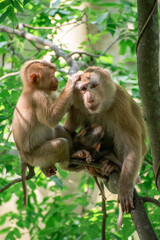 The Wild life of Khao Yai National park , Family monkeys