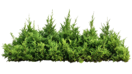 arborvitae on white background