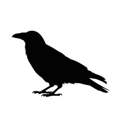 Obraz premium Silhouette of a perched raven bird black