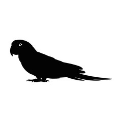 Fototapeta premium Silhouette of a perched parrot bird animal