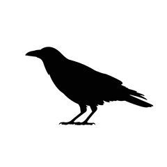 Fototapeta premium Silhouette of a perched crow bird black