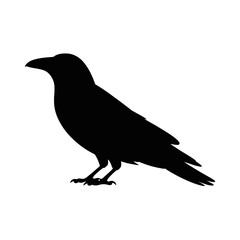 Obraz premium Silhouette of a perched raven bird black