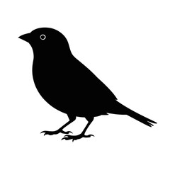 Obraz premium Small bird with white eye silhouette black