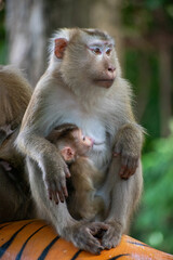 The Wild life of Khao Yai National park , Mother monkey with her baby