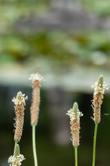 水辺にひょろひょろと咲く不思議なかたちのヘラオオバコ