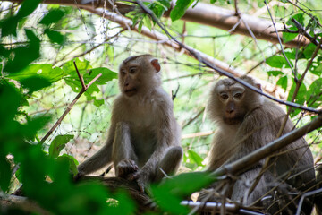 The Wild life of Khao Yai National park , Family monkeys