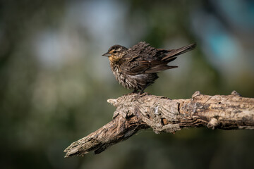 Red-winged Blackbird (female) on a branch