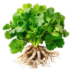Fresh cilantro plant with vibrant green leaves and roots is isolated on a white background, showcasing its natural beauty and culinary appeal for cooking use.