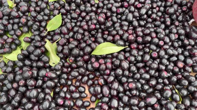 kalu jamun in the market Ripe Fruits of Java Plum or Jamun very tasty