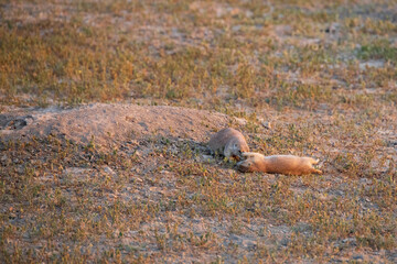 Prairie dogs in a field