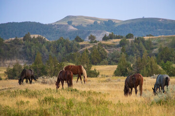 Obraz premium Wild horses at Theodore Roosevelt National Park, North Dakota
