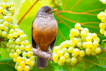 Purple-breasted Thrush (Turdus rufiventris), a bird symbol of Brazil, captured in natural light that highlights its vibrant colors. The best photo.Sabiá laranjeira