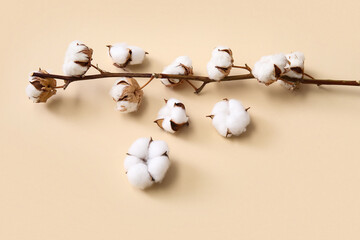 Cotton sprig and flowers on beige background
