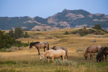 Wild horses at Theodore Roosevelt National Park, North Dakota