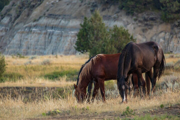 Wild horses at Theodore Roosevelt National Park, North Dakota