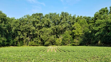 Cultivated Soybean Field with Tree Line Under Clear Blue Sky
