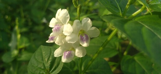 snowdrops in the garden