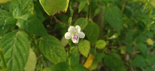 snowdrop flowers in spring