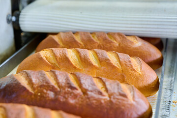 Freshly baked baton white loaves emerging from the oven in a bread factory during morning production