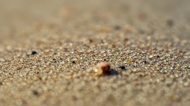 Close-up of a small shell on sandy beach shore