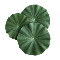 Serene trio of circular verdant leaves presented against an unadorned backdrop with transparent