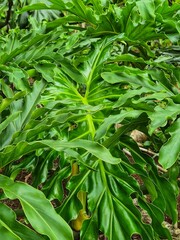 Philodendron selloum, split leaf philodendron, Lacy tree philodendron, Selloum