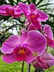 Purple Phalaenopsis Orchid, moth orchids