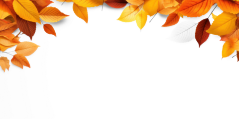 Autumn leaves on a white background. The fall season concept of nature and change.