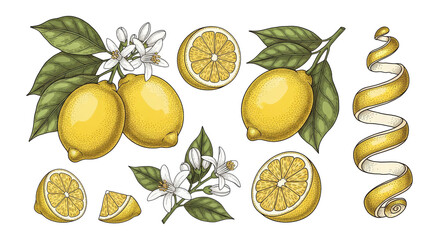 Ripe Yellow Lemon Fruit, Slice, Leaves, Flowers, Peel, Detailed Illustration Set on Transparent Background