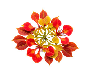 Flamboyant flower, Vivid red petals, Leaf shape, Floral element, PNG