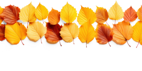A colorful autumn leaf border with a transparent background