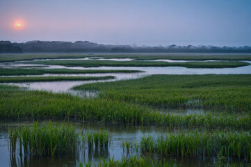 Wetland marsh in with fog