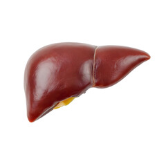 human liver organ on transparent 