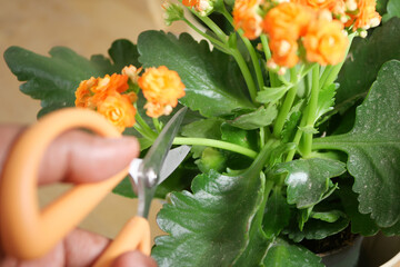 Trimming a flowering plant during home gardening session