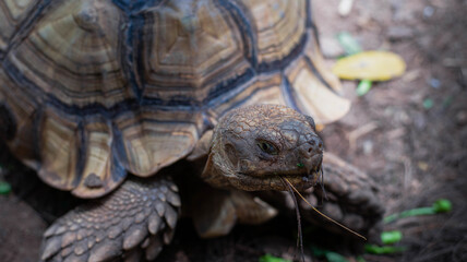 Sulcata tortoise eating, animals in the world, reptile in the forest.