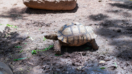 Fototapeta premium Sulcata tortoise walking, animals in the world, reptile in the forest.