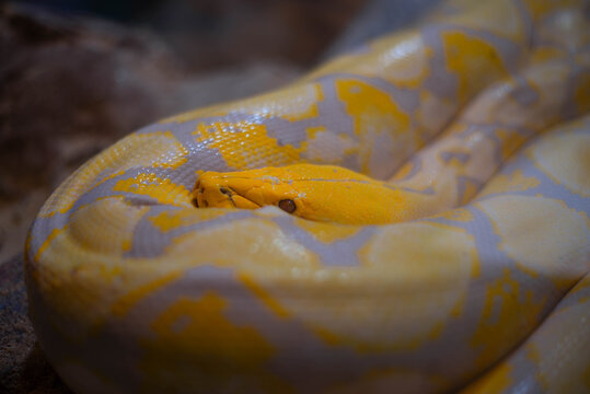 Albino reticulated python resting, animals in the world, reptile in the forest.