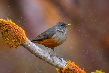 Purple-breasted Thrush (Turdus rufiventris), a bird symbol of Brazil, captured in natural light...